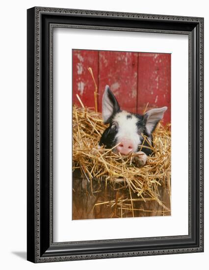 Pig-null-Framed Photographic Print