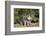 Pig-null-Framed Photographic Print