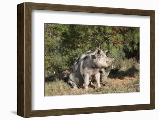 Pig-null-Framed Photographic Print