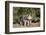 Pig-null-Framed Photographic Print