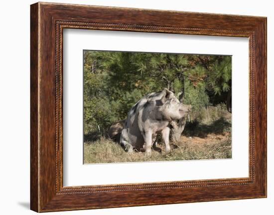 Pig-null-Framed Photographic Print