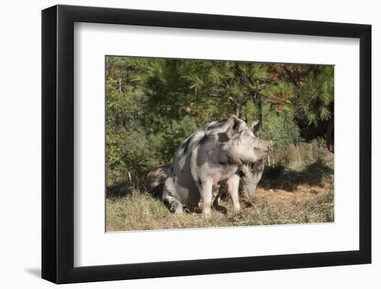 Pig-null-Framed Photographic Print