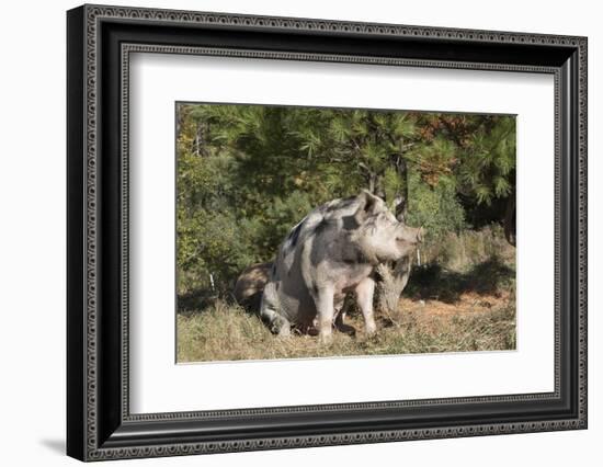 Pig-null-Framed Photographic Print