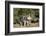 Pig-null-Framed Photographic Print