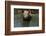 Pig-null-Framed Photographic Print