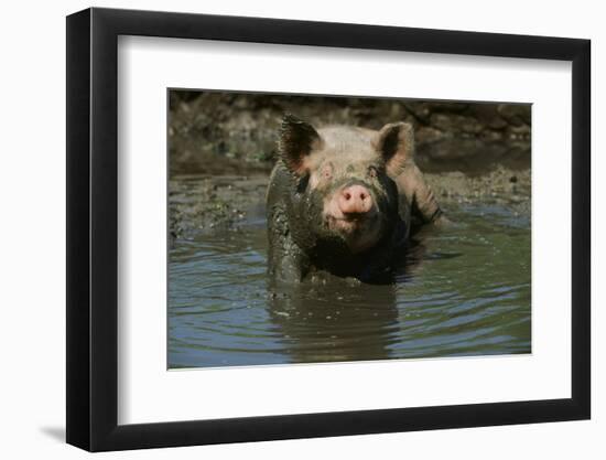 Pig-null-Framed Photographic Print