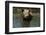 Pig-null-Framed Photographic Print