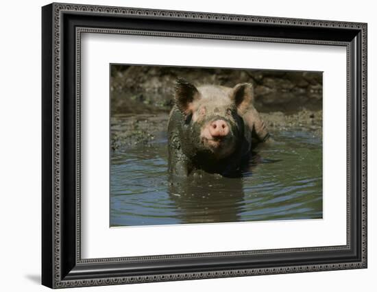 Pig-null-Framed Photographic Print