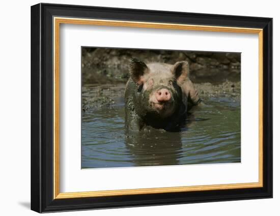 Pig-null-Framed Photographic Print