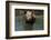 Pig-null-Framed Photographic Print