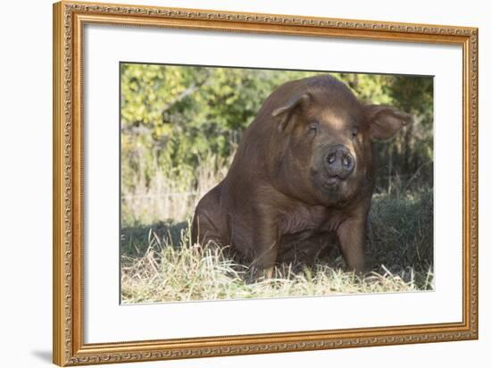 Pig-null-Framed Photographic Print