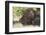 Pig-null-Framed Photographic Print