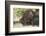 Pig-null-Framed Photographic Print