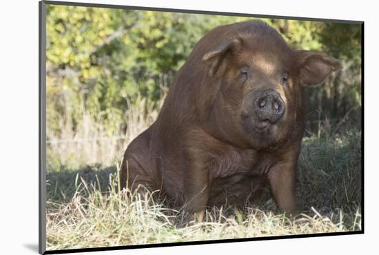 Pig-null-Mounted Photographic Print