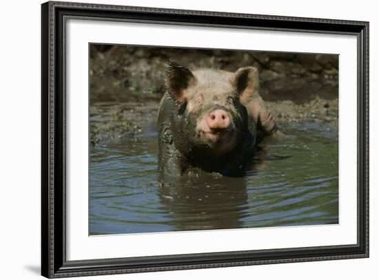 Pig-null-Framed Photographic Print