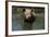 Pig-null-Framed Photographic Print