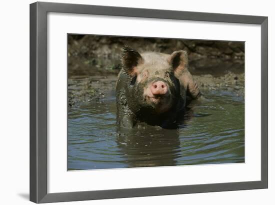 Pig-null-Framed Photographic Print