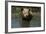 Pig-null-Framed Photographic Print