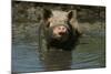 Pig-null-Mounted Photographic Print