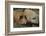 Pig-null-Framed Photographic Print