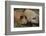 Pig-null-Framed Photographic Print