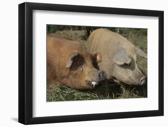 Pig-null-Framed Photographic Print