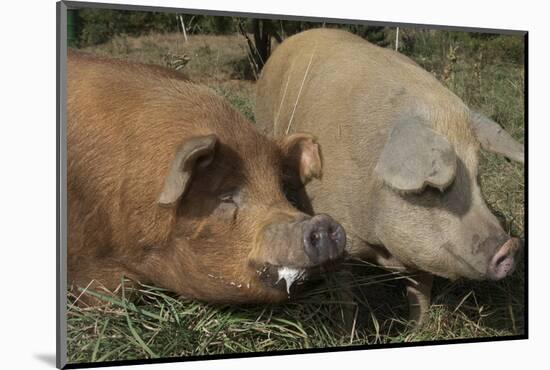 Pig-null-Mounted Photographic Print