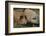 Pig-null-Framed Photographic Print