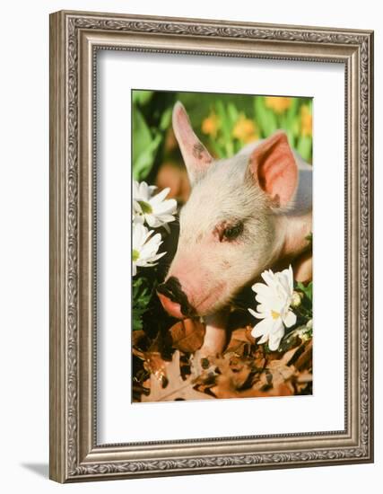 Pig-null-Framed Photographic Print