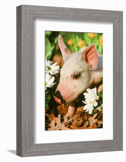 Pig-null-Framed Photographic Print