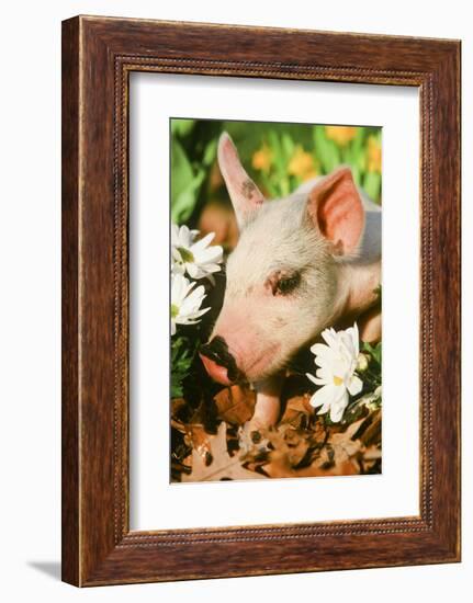 Pig-null-Framed Photographic Print