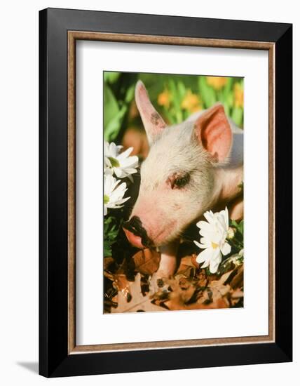 Pig-null-Framed Photographic Print