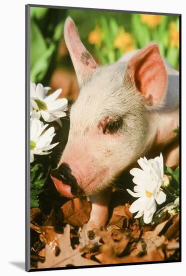 Pig-null-Mounted Photographic Print