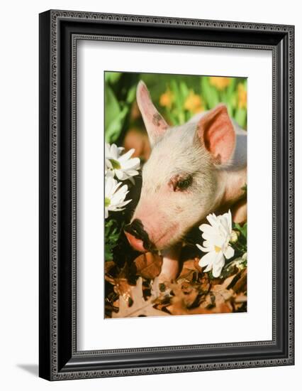 Pig-null-Framed Photographic Print