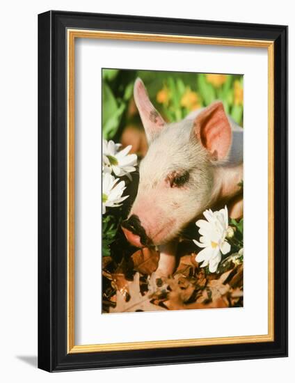 Pig-null-Framed Photographic Print