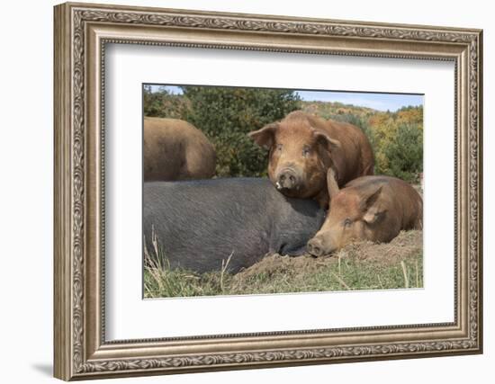 Pig-null-Framed Photographic Print