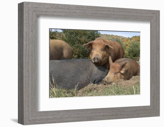 Pig-null-Framed Photographic Print