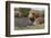 Pig-null-Framed Photographic Print