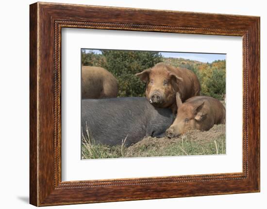 Pig-null-Framed Photographic Print