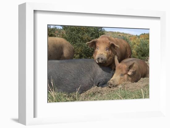 Pig-null-Framed Photographic Print