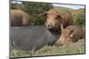 Pig-null-Mounted Photographic Print