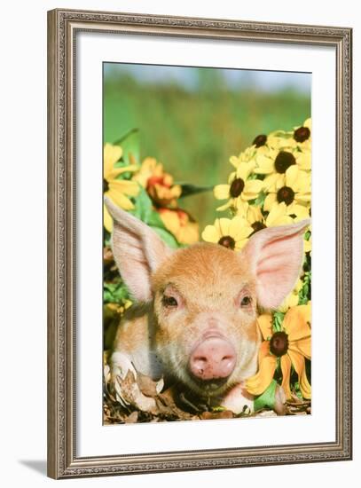 Pig-null-Framed Photographic Print