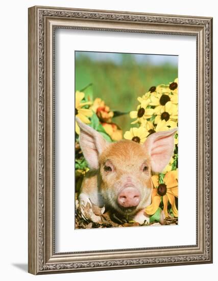 Pig-null-Framed Photographic Print