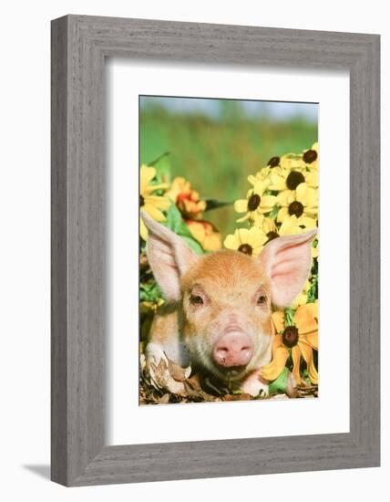 Pig-null-Framed Photographic Print