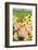 Pig-null-Framed Photographic Print