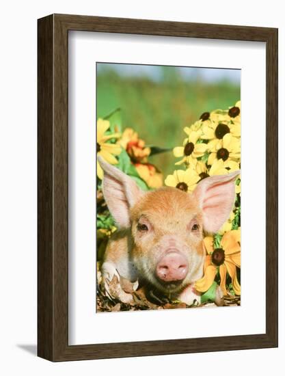 Pig-null-Framed Photographic Print