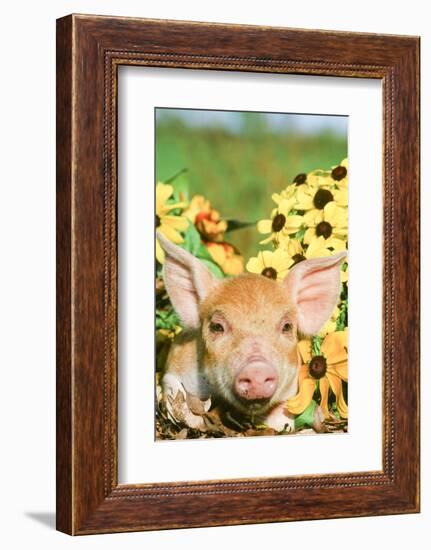 Pig-null-Framed Photographic Print