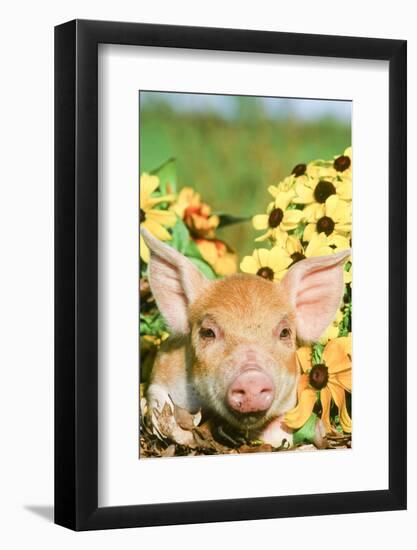 Pig-null-Framed Photographic Print