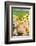 Pig-null-Framed Photographic Print