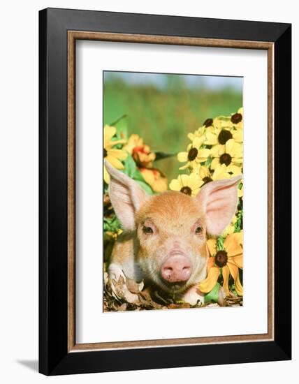 Pig-null-Framed Photographic Print